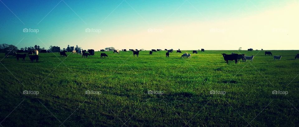 Pasture of Cows