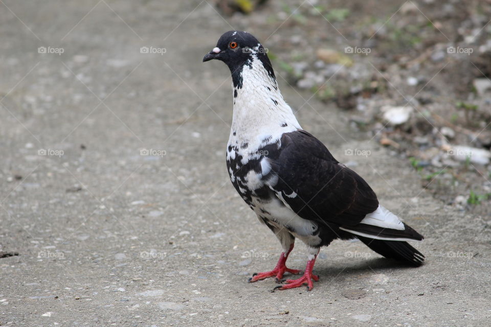 Piegon , bird , bird on road