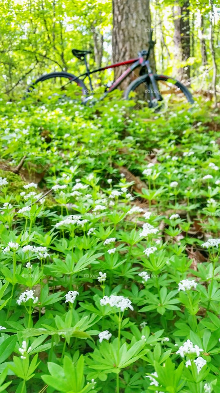 biking in spring flowers