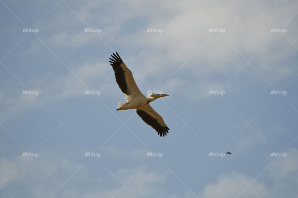 Pelicans fly in the sky above the Akkerman fortress in the city of Belgorod-Dniester, Ukraine