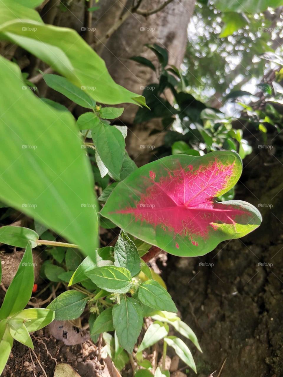 Perfect combination, green leaf with pink.