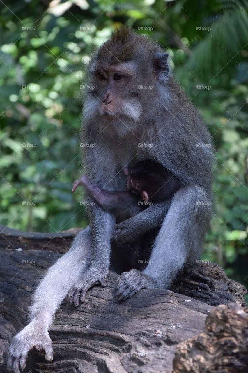 Beautiful monkeys in the ubud forest in Bali 