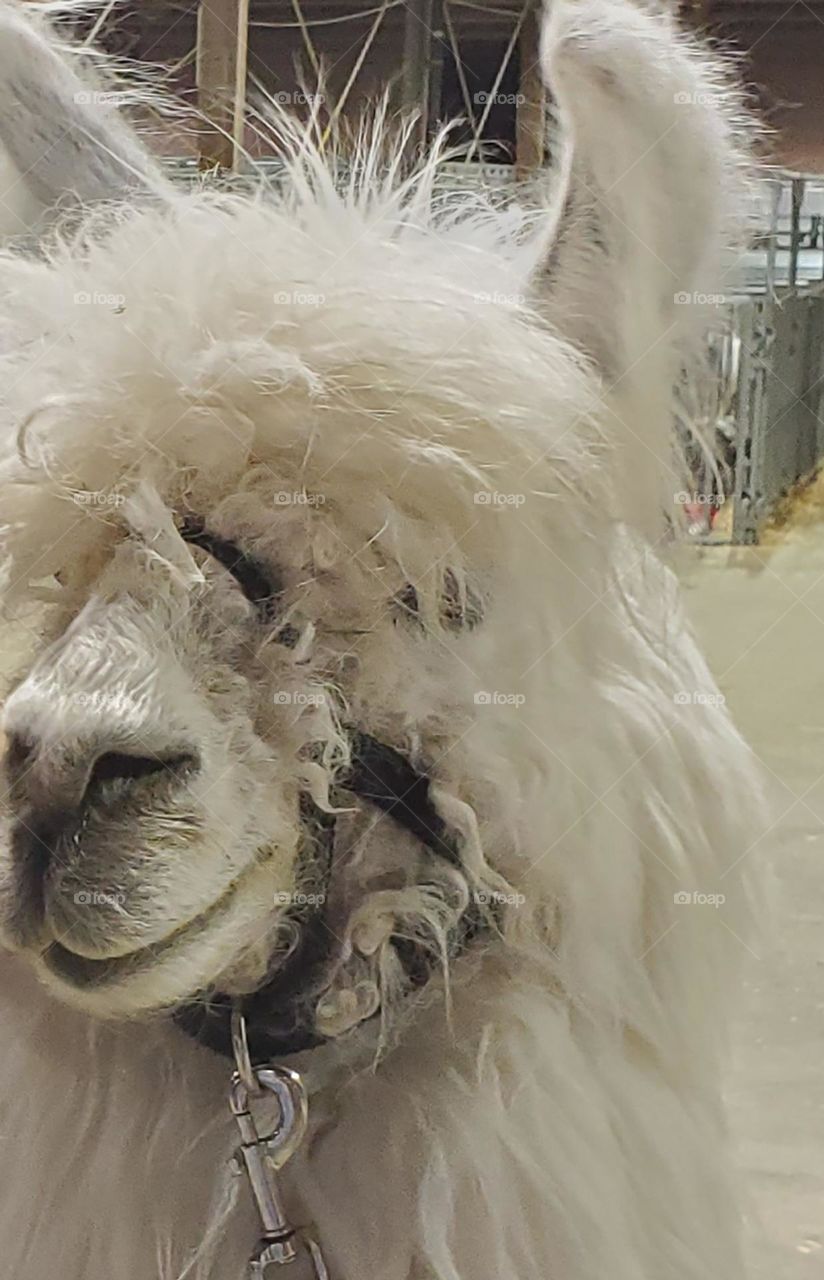 Cesar the friendly white wooly smiling no drama llama at the State Fair in Oregon