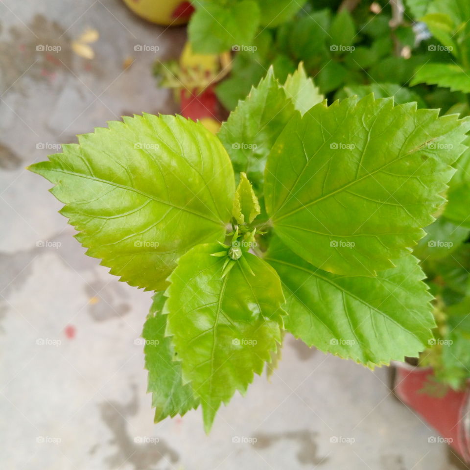 blur background, leafs