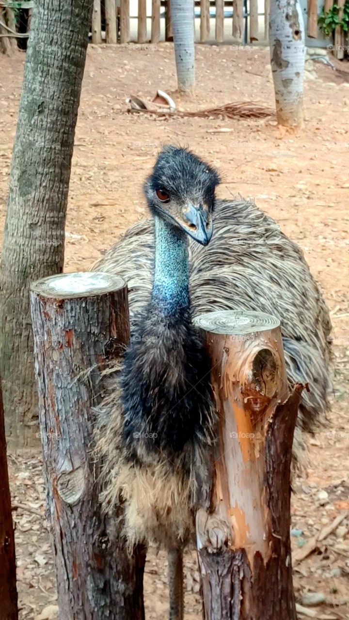 Bird watch -- The eyes of Emu