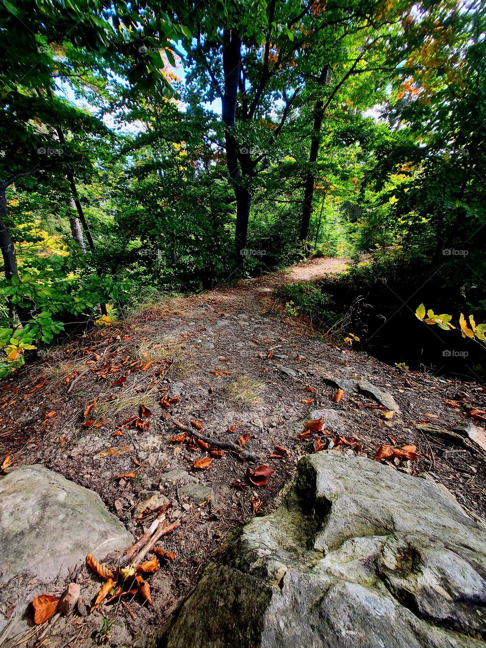Beautiful forest path