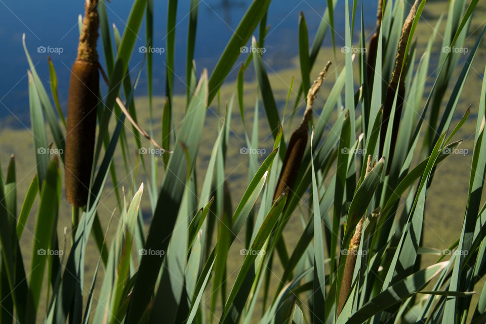 cat tails. cat tails