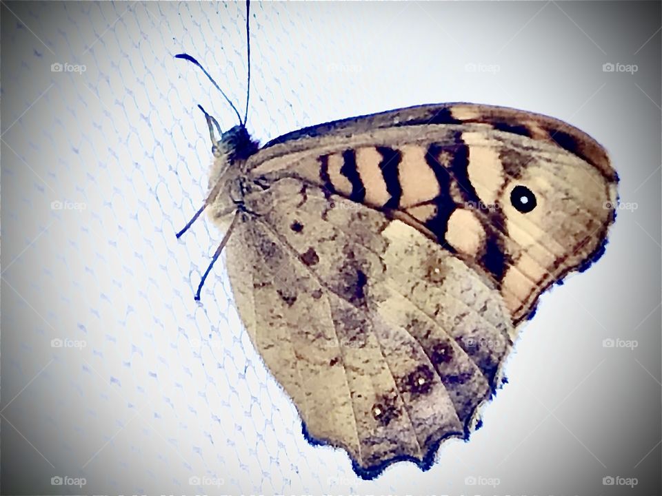 Wall brown butterfly side view