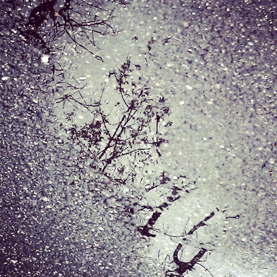 Rainy walk. I saw this reflection on the bike path. Beautiful.