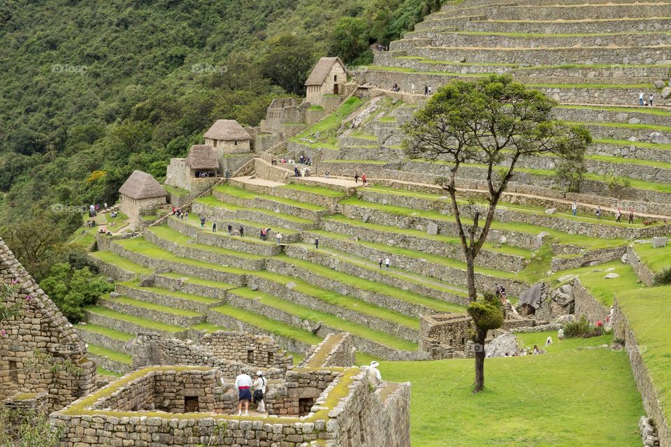 Machu Picchu farming terraces. Famous Machu Picchu farming terraces. Ruins and a tree in the foreground. Entrance and buildings in the background