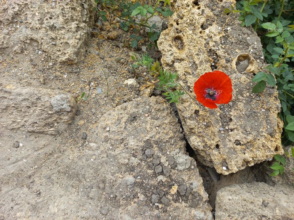 red poppy sprouted among old bricks.