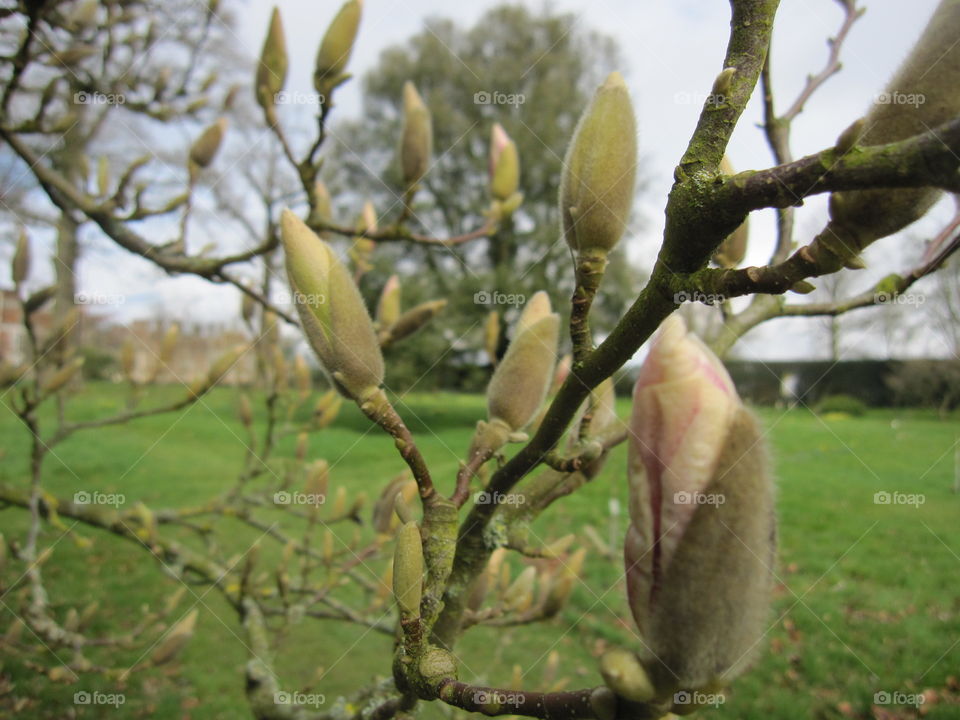 Nature, Tree, No Person, Outdoors, Leaf