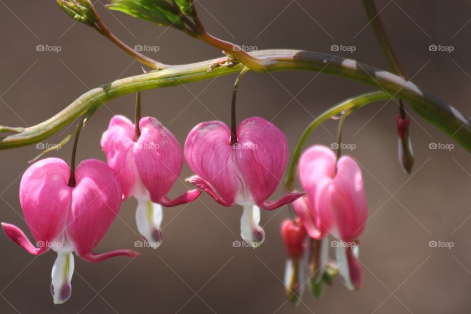 Bleeding Hearts