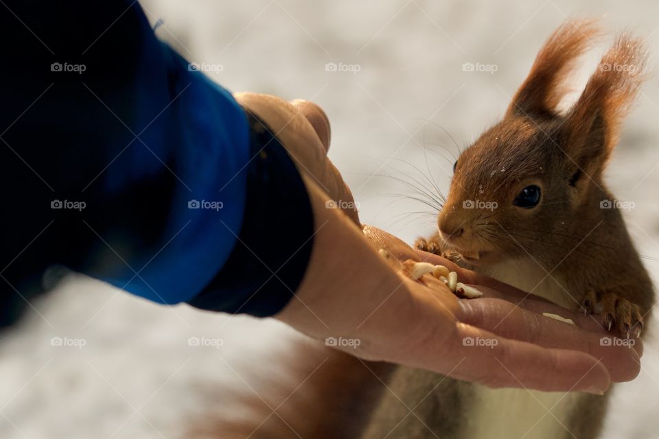 Hand Feeding A Squirrel
