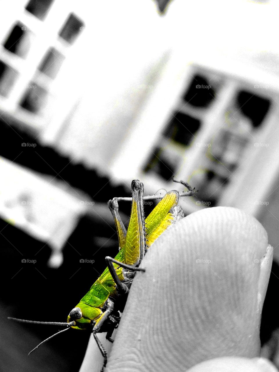 grasshopper close up green,yellow and black