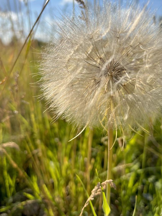 Dandelion