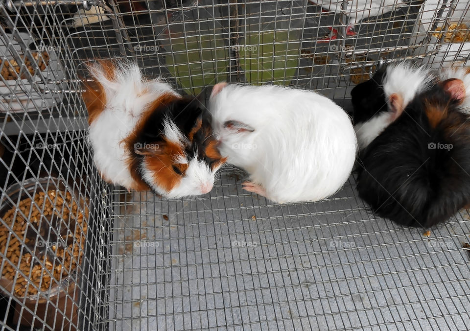 Caged Guinea Pigs