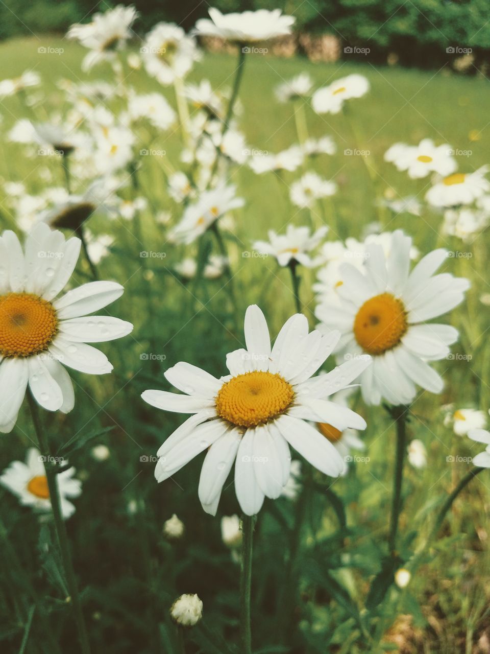Vintage style picture of white daisy flowers and green grass in a sunny field
