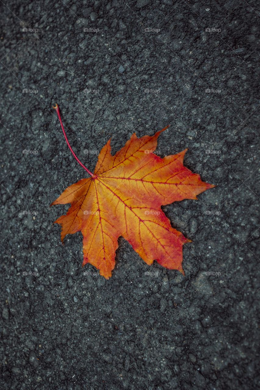 Fallen red leaf on dark background