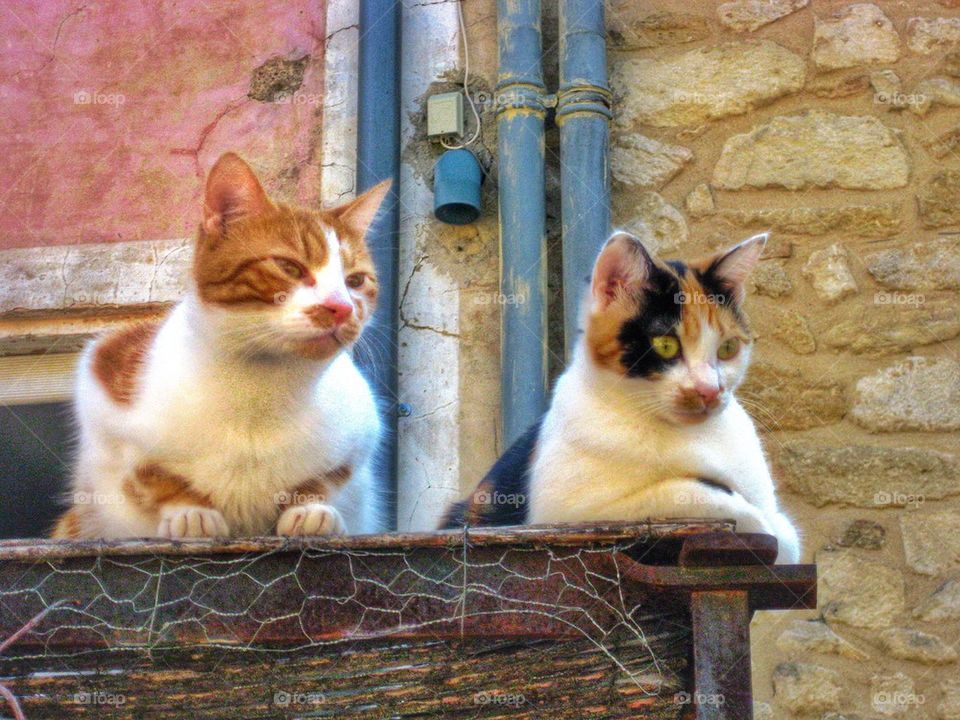 Cats checking us out