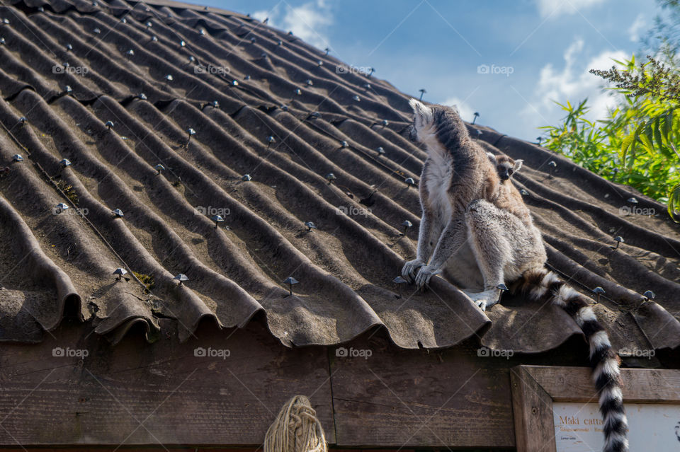 Lemur on a roof with her baby