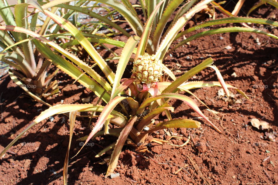 And that’s how pineapple grow!