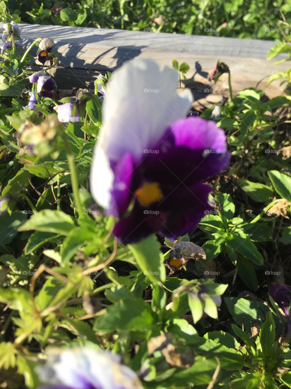 Amazing Colour On October 22 when there’s not too much plant life still alive this is an extremely tough little flower and it looks so delicate