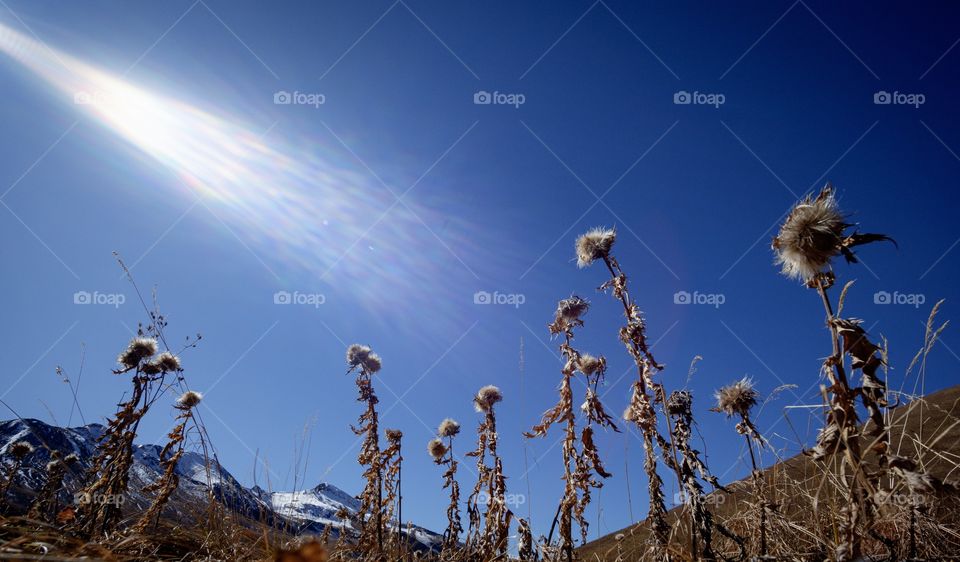 Sunlight shade on dry flower in autumn of Georgia at Caucasus Mountains