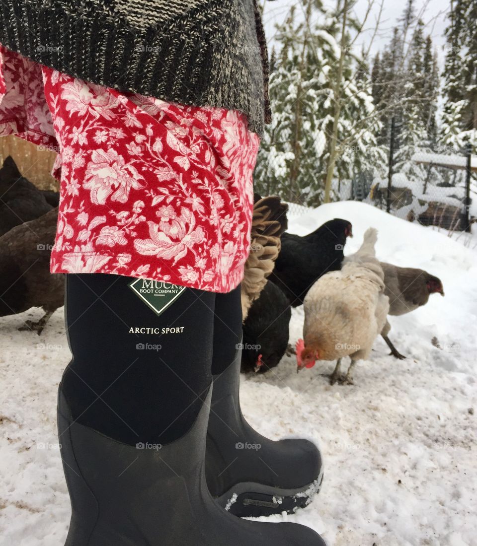 Muck boots and night gowns. Canadian wilderness Woman feeding her chickens on a Winters day. Real homesteading!