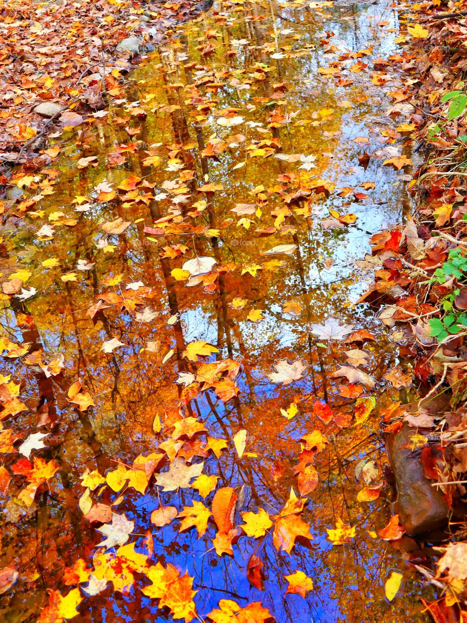 A beautiful fall view in the forest with a little creek 