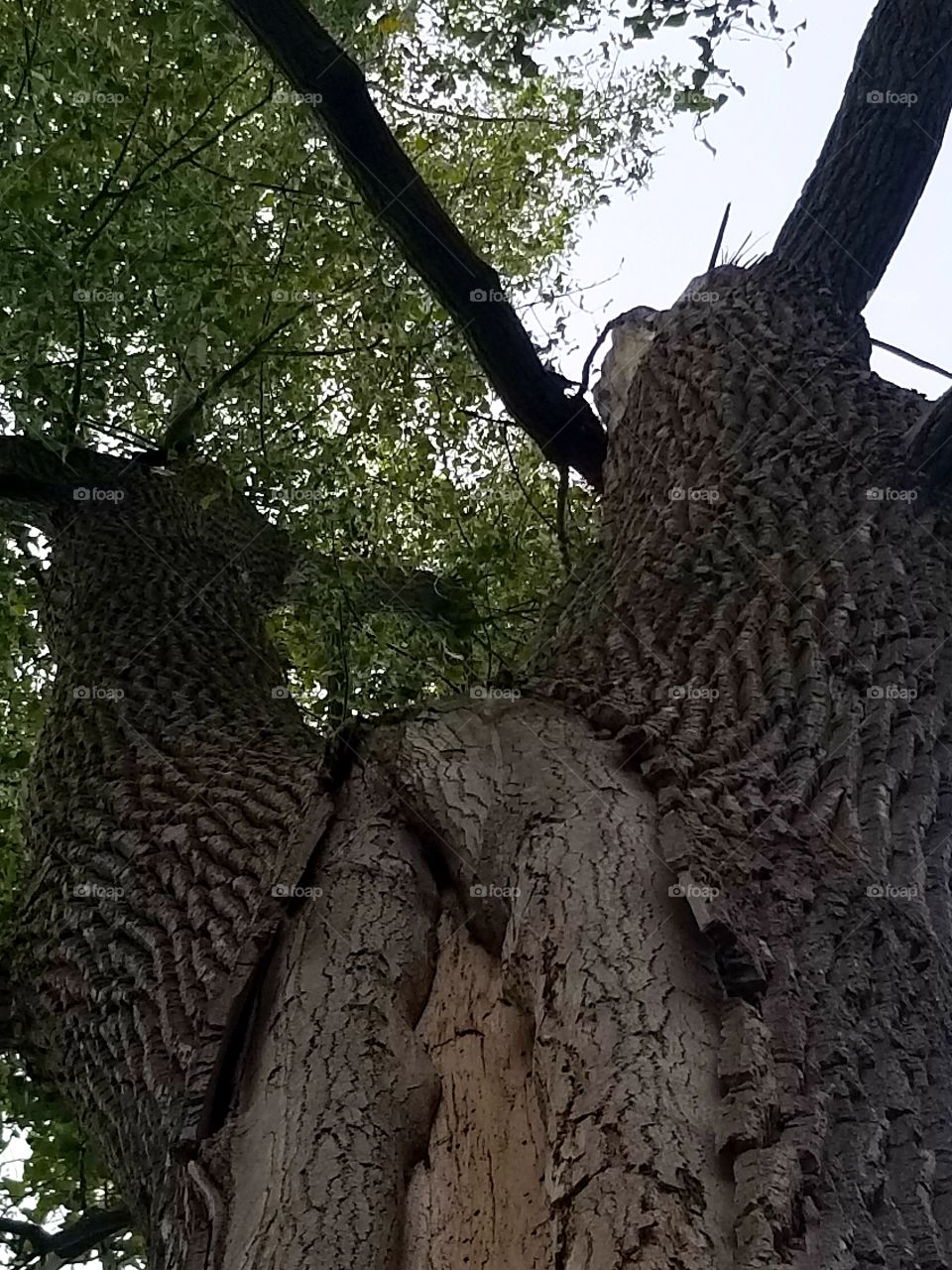 awesome tree