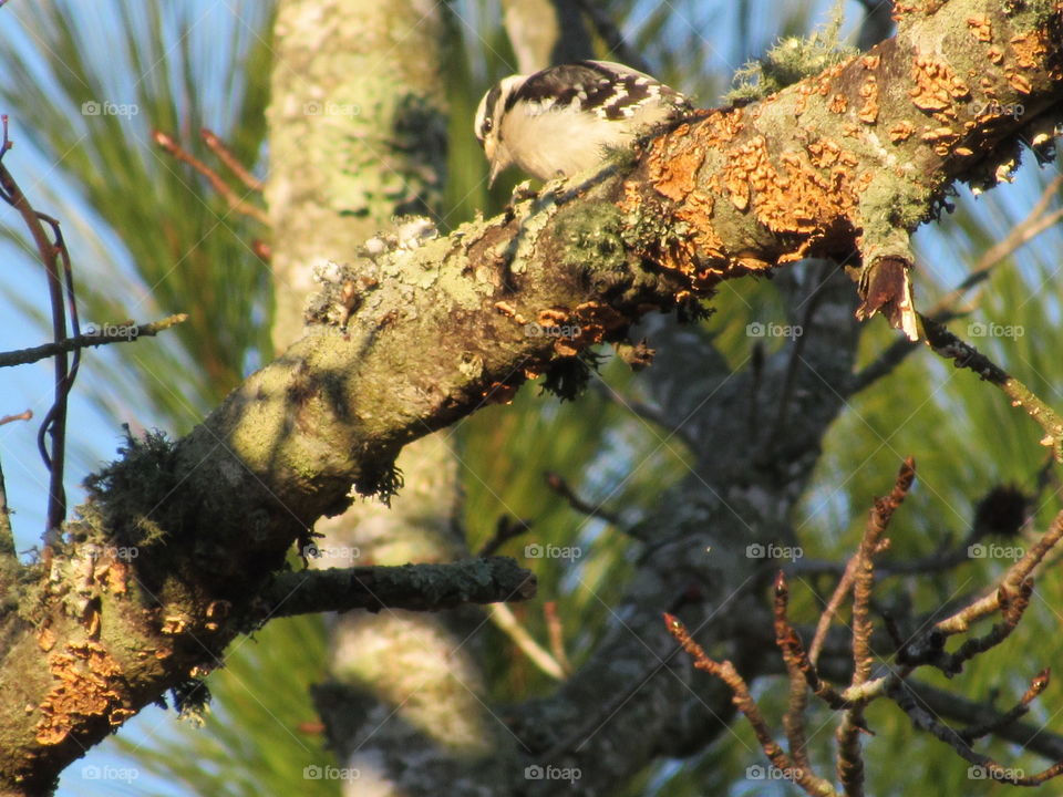 Tree, Bird, Nest, Nature, Outdoors