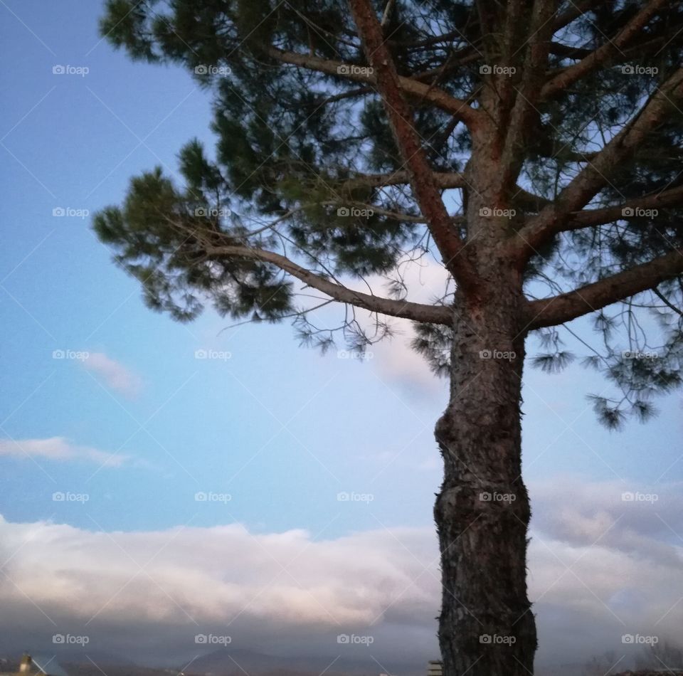 A tree under the clouds