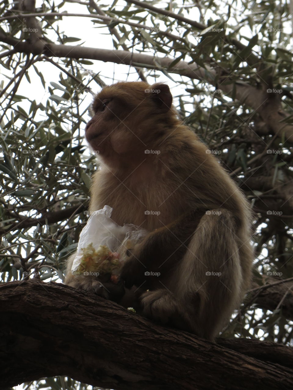 Monkey in a tree eating popcorn that he stole 