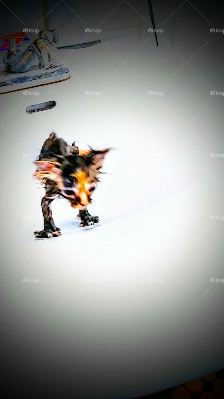 Baby Manx trying to get out of the sink after a bath.