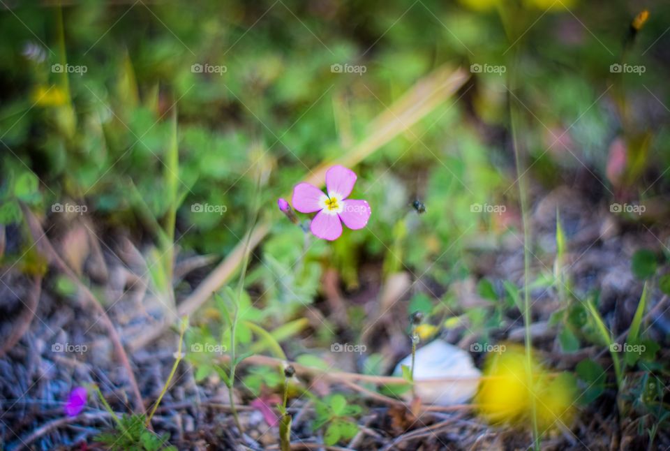 Beautiful small pink flower in the forest
