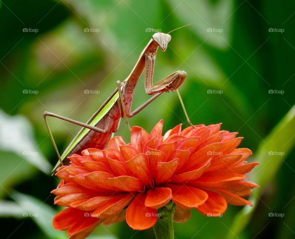 Praying mantis on flower