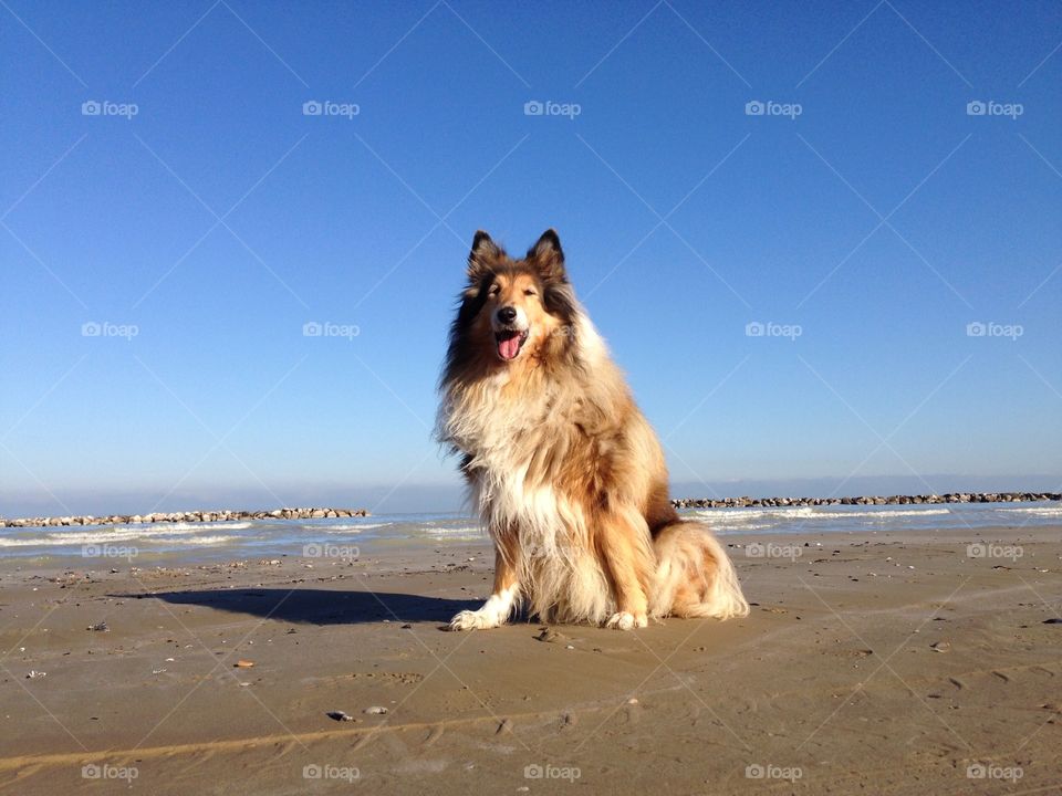 Lassie Dog on the shore