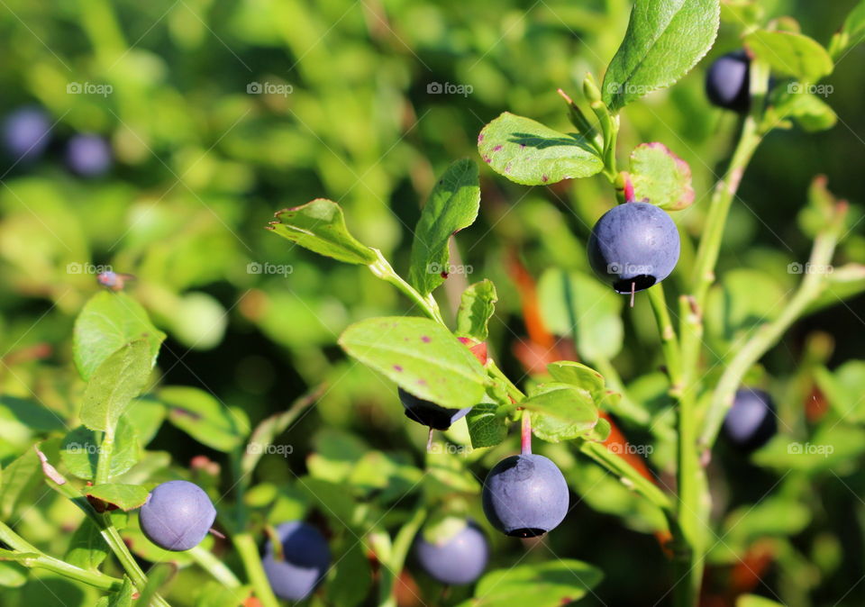 Blue berries.