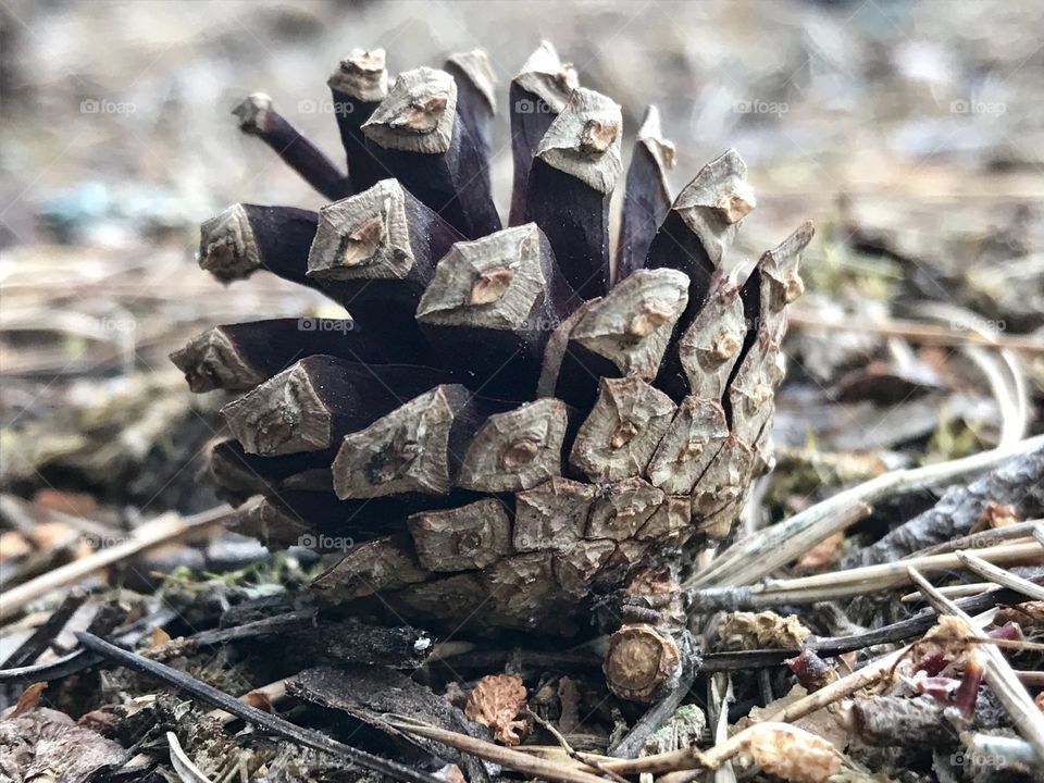 Pine cones close up