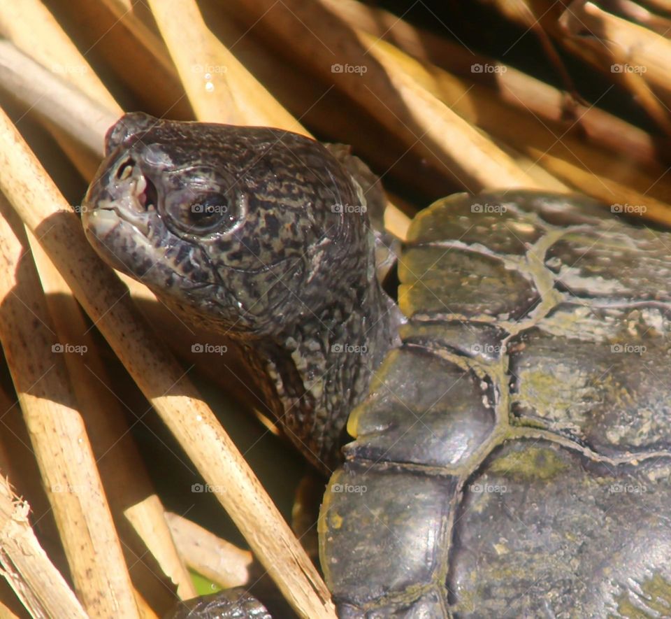 Closeup of Turtle in Reeds