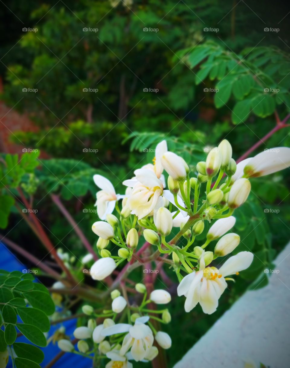 moringa flower