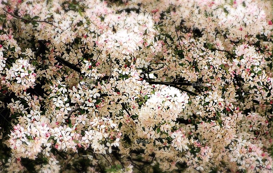 Full bloom. Famous cherry blossoms of Washington, D.C. - people enjoying spring 