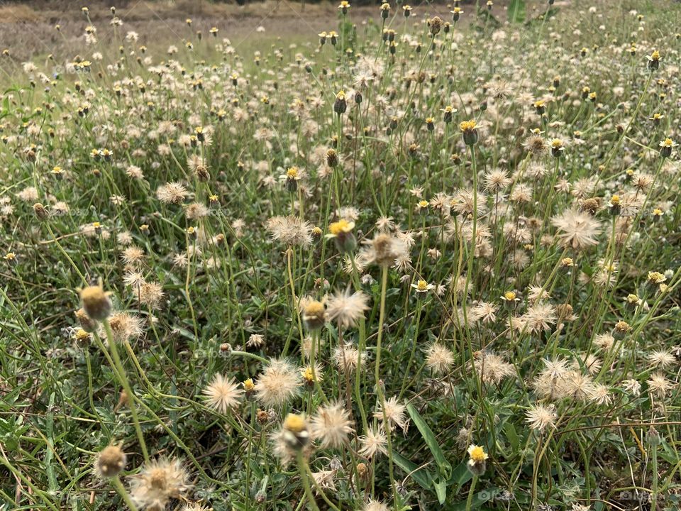 The stories of the nature, Countryside (Thailand)