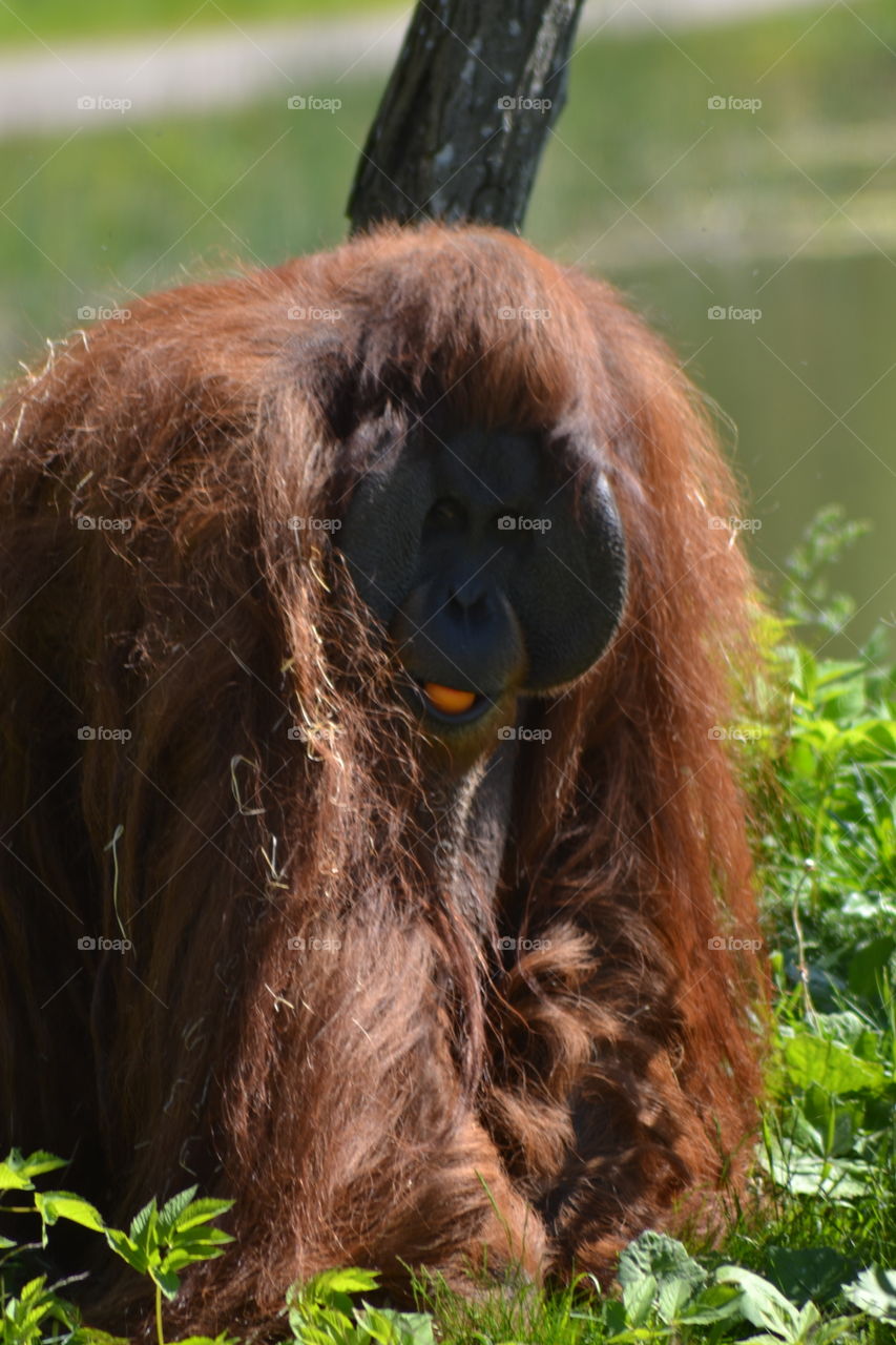 Orangutang