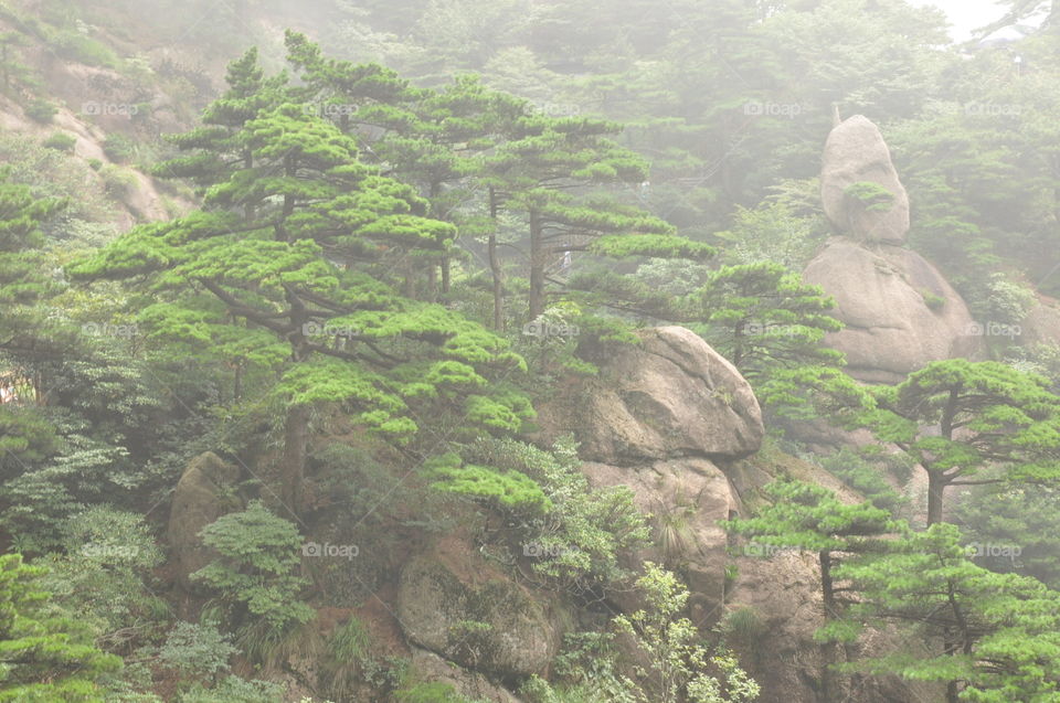 trees in the mountains