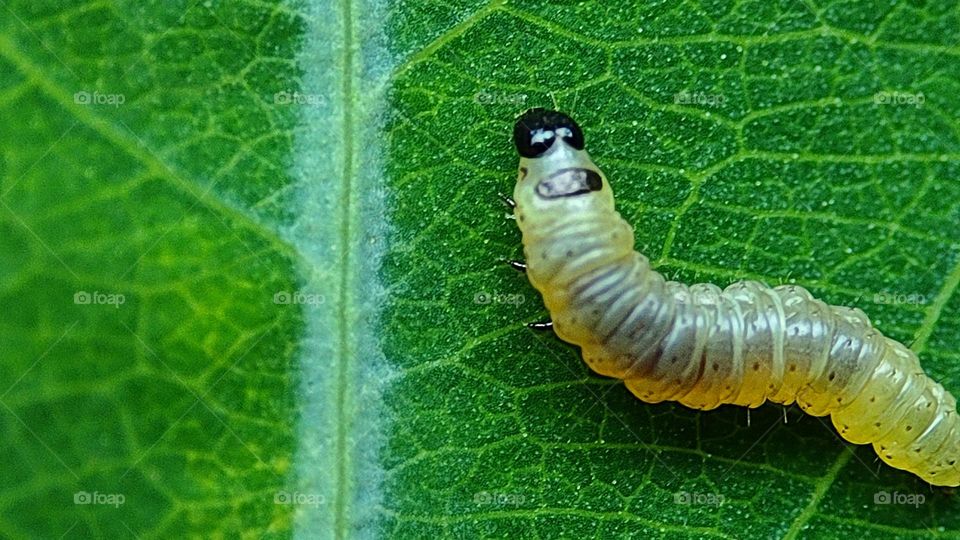 white colour maggot on a green leaf closeup