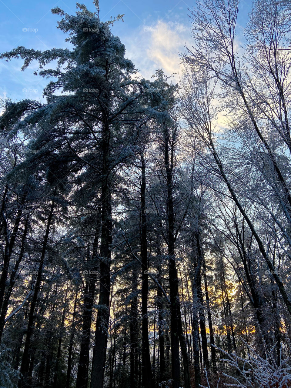 Morning snow sunrise 