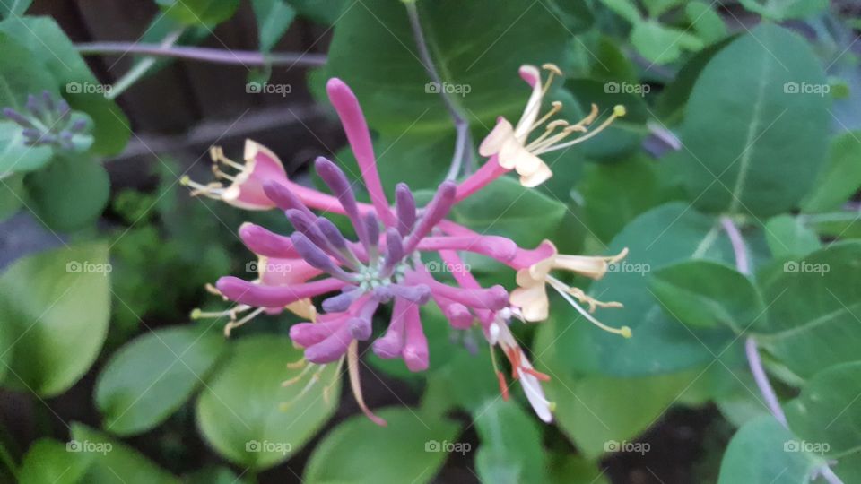 honeysuckle