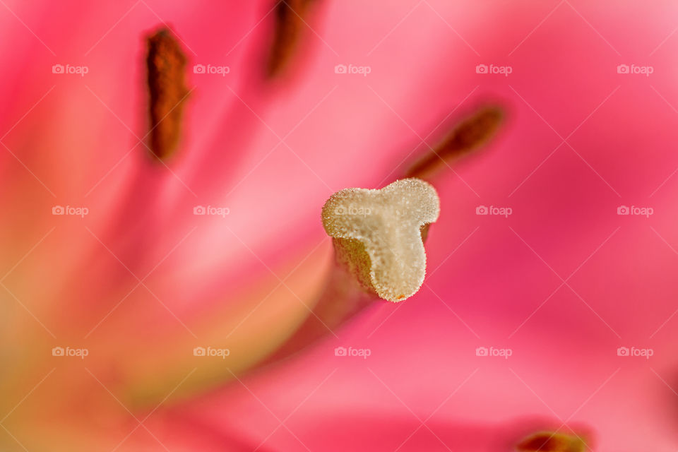 Close up of  Oriental Lily